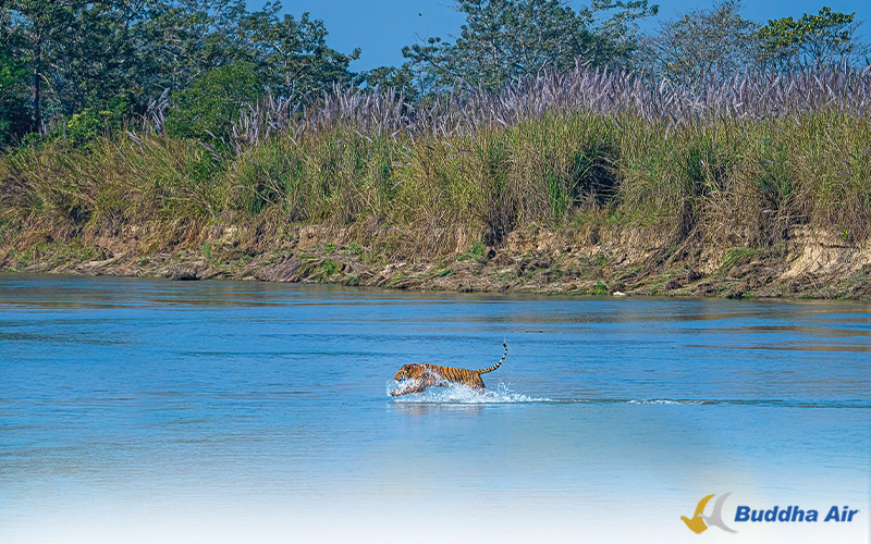 Royal Bengal Tiger at Madi Chitwan - Wildlife Tourism
